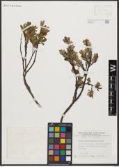 Foto von Salix waldsteiniana Willd.